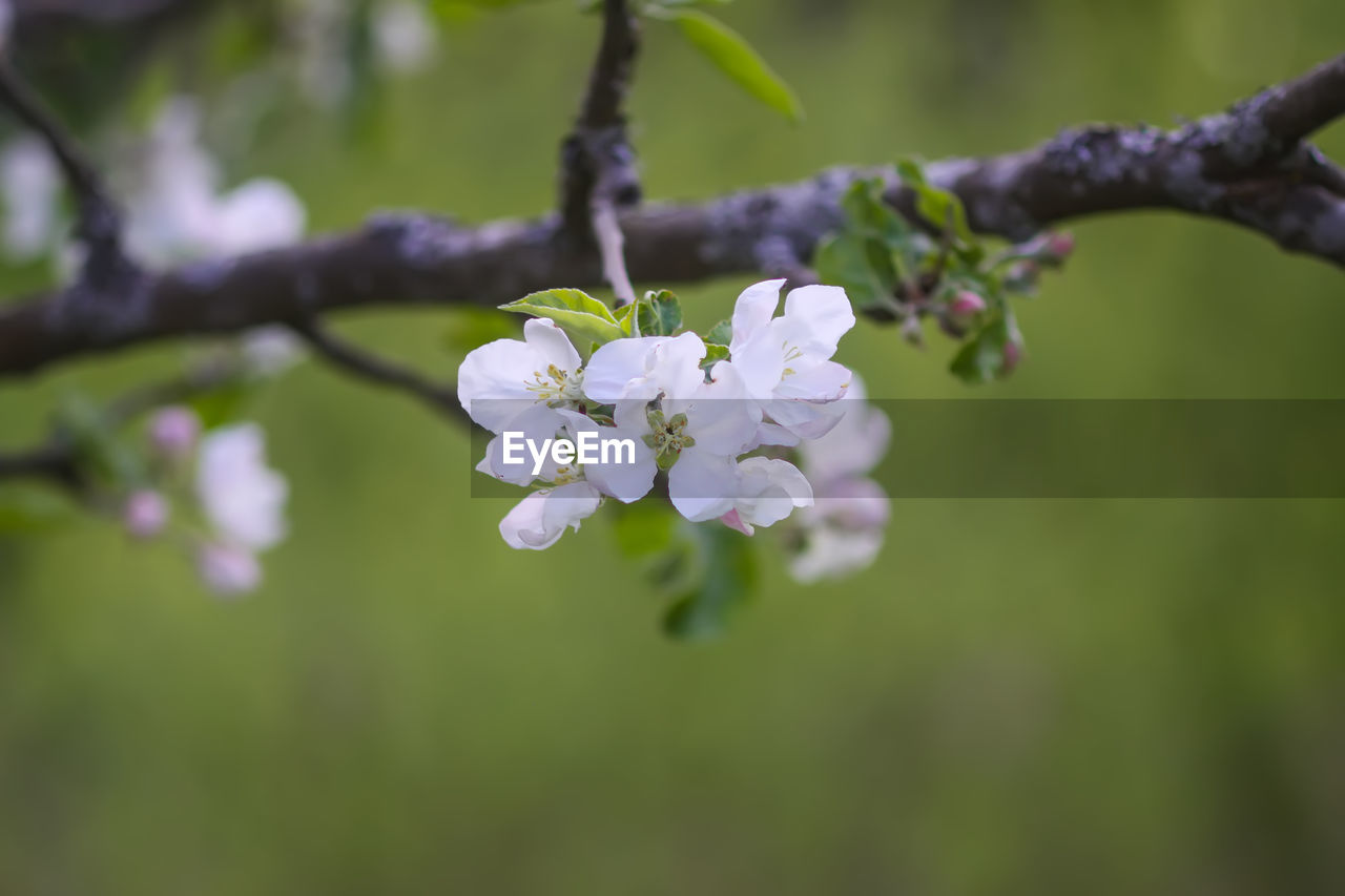 plant, flower, flowering plant, tree, beauty in nature, freshness, fragility, growth, blossom, branch, springtime, nature, produce, close-up, flower head, focus on foreground, petal, inflorescence, food, no people, botany, day, twig, white, outdoors, fruit tree, fruit, apple tree, macro photography, cherry blossom, selective focus, food and drink, apple blossom, green, pink, plant part