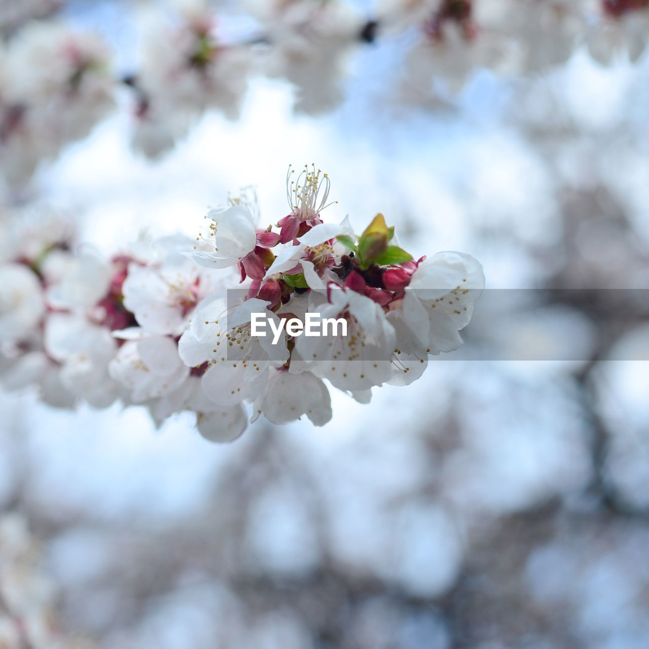 CLOSE-UP OF CHERRY BLOSSOMS