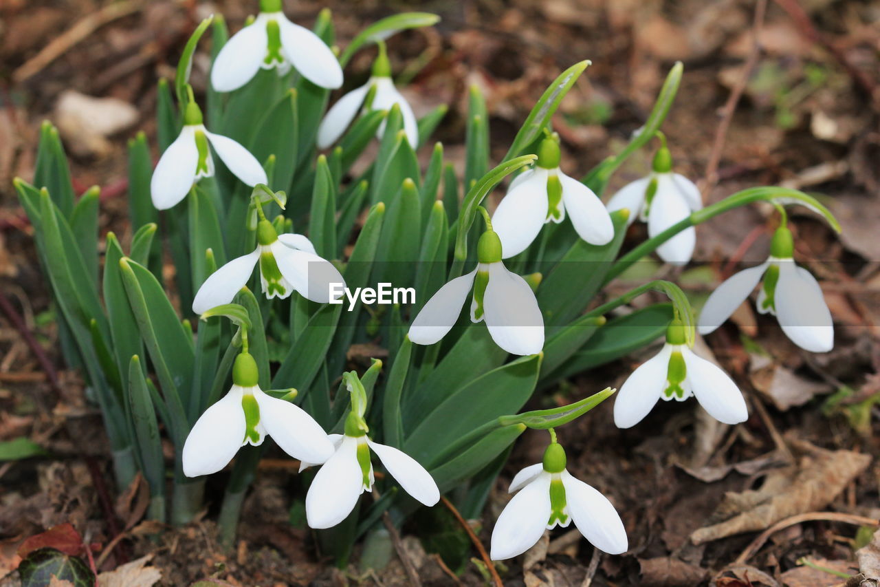 Close-up of white flowering plant on field