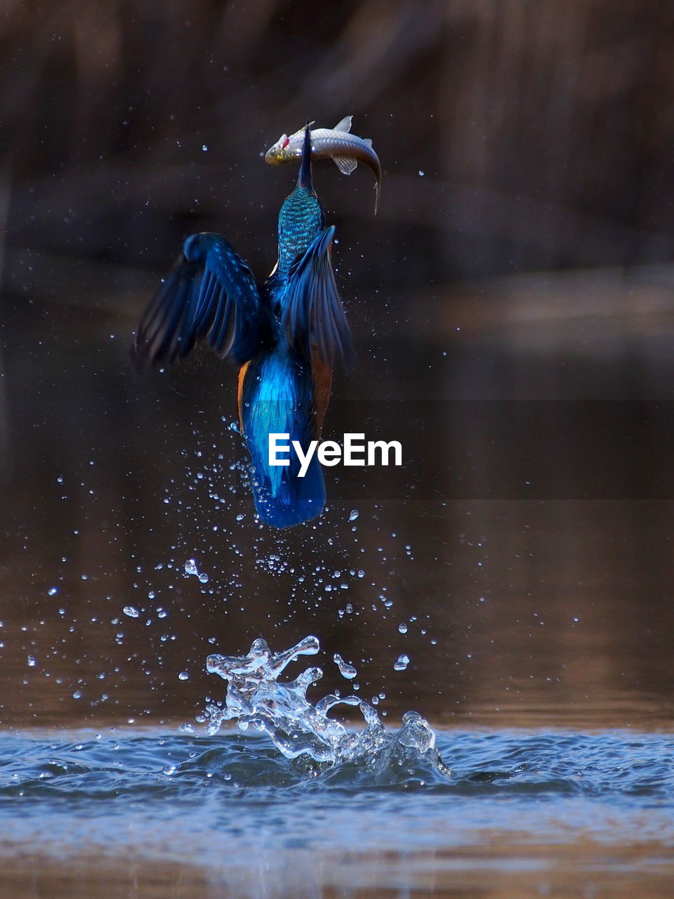 View of bird in water