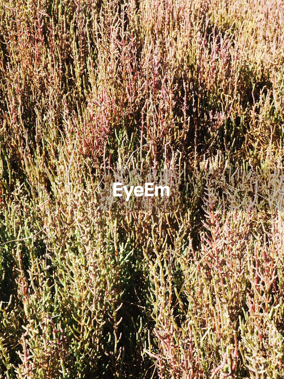 FULL FRAME SHOT OF PLANTS AND TREES ON FIELD