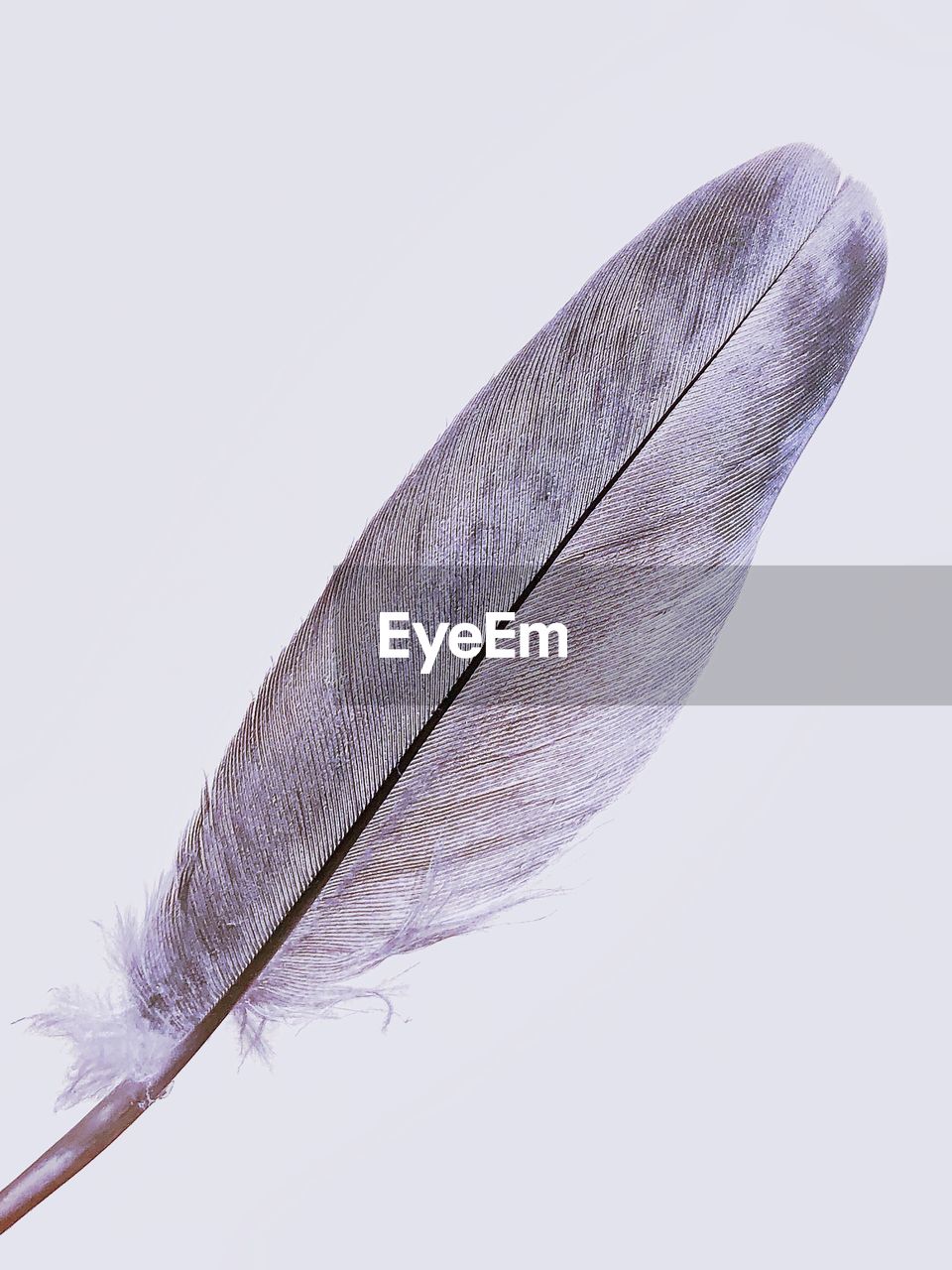 CLOSE-UP OF FEATHERS AGAINST WHITE BACKGROUND