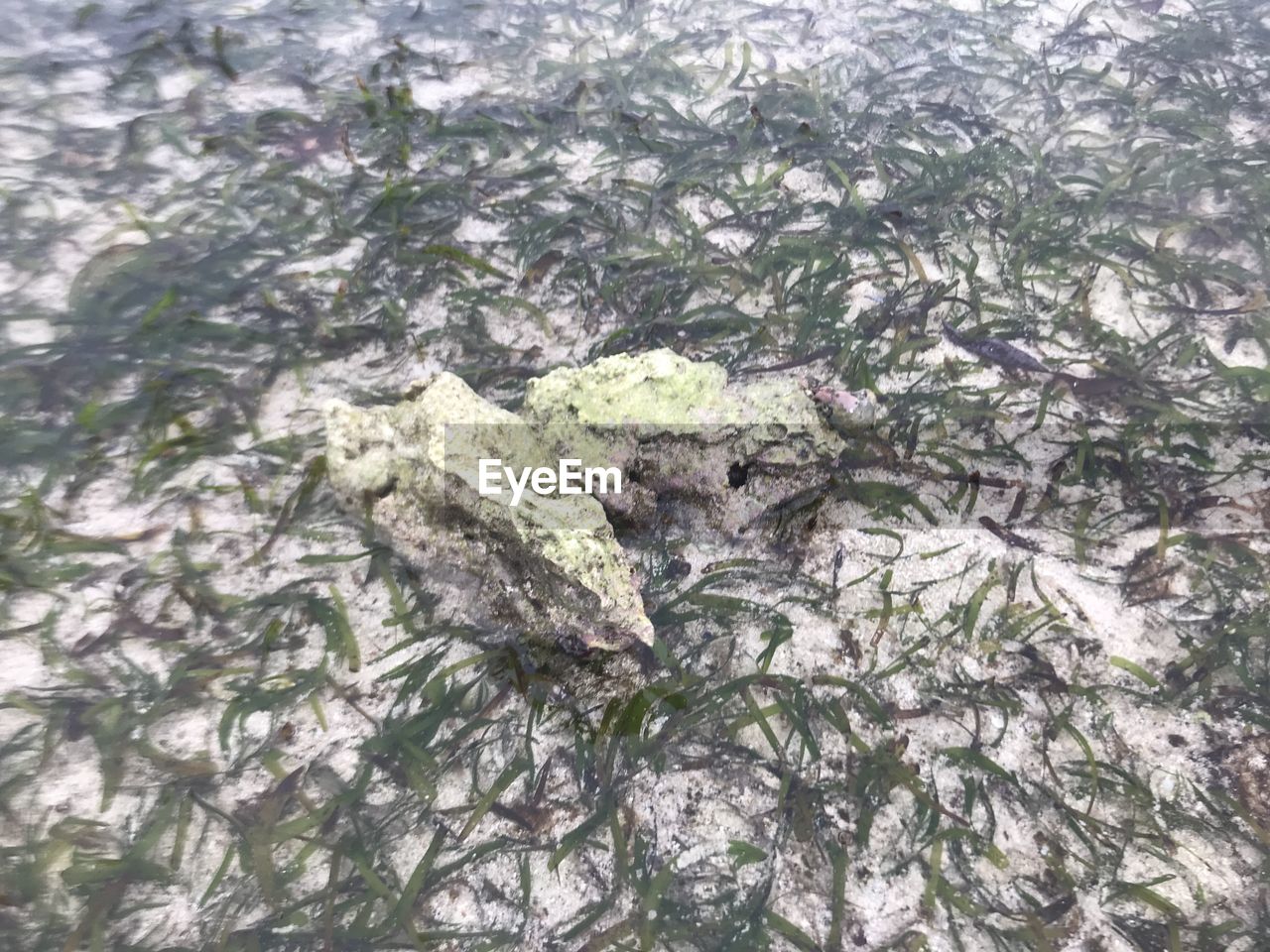 HIGH ANGLE VIEW OF DEAD TREE
