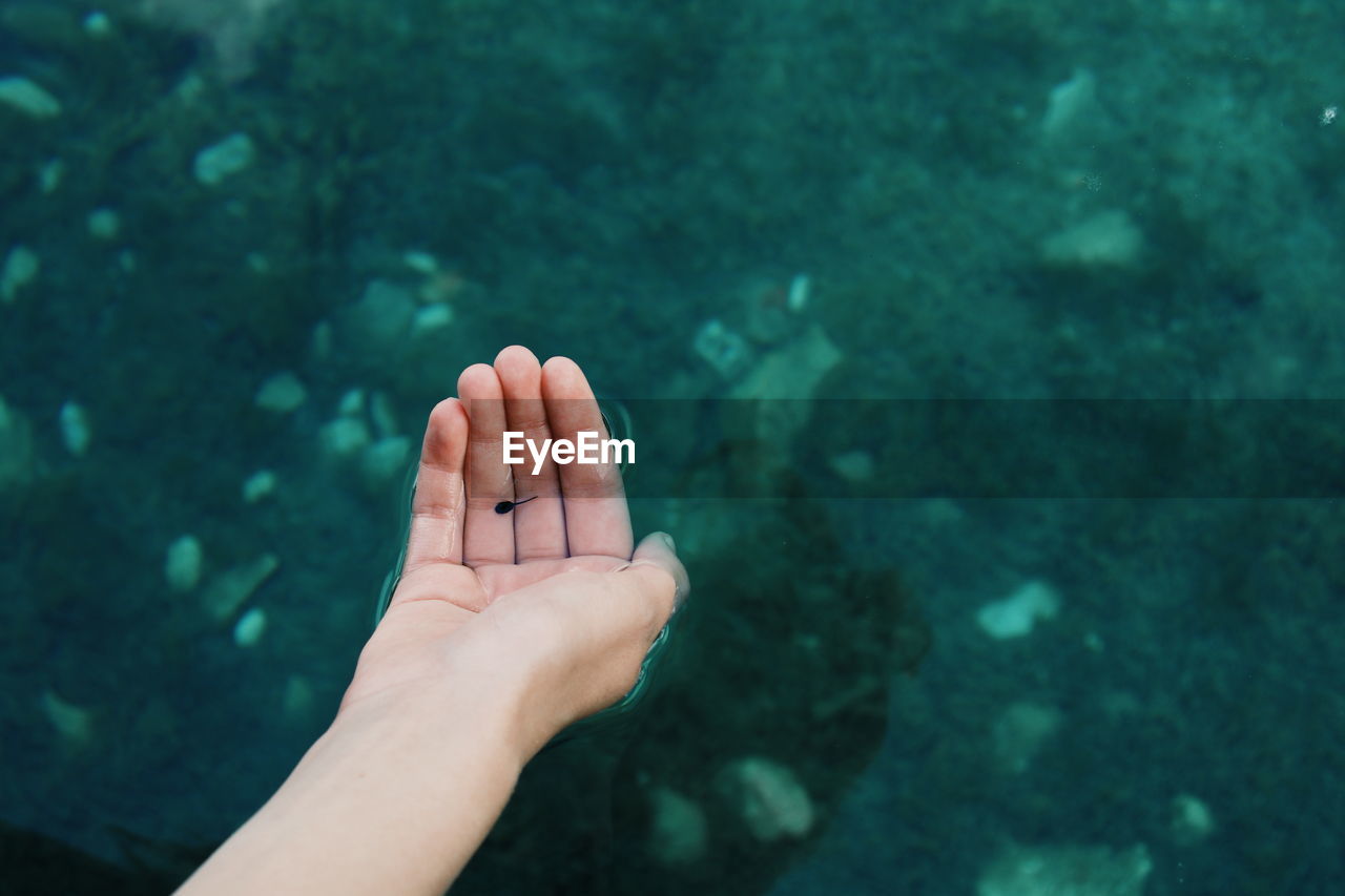 Close-up of hand holding tadpole in lake