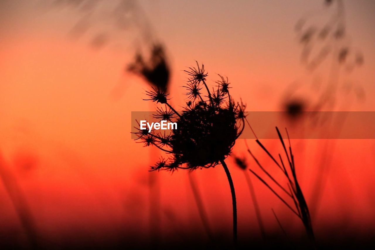 Close-up of orange flower against sunset sky