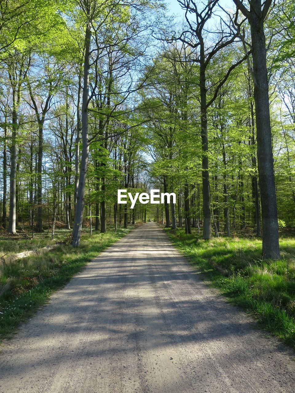 Empty road along trees