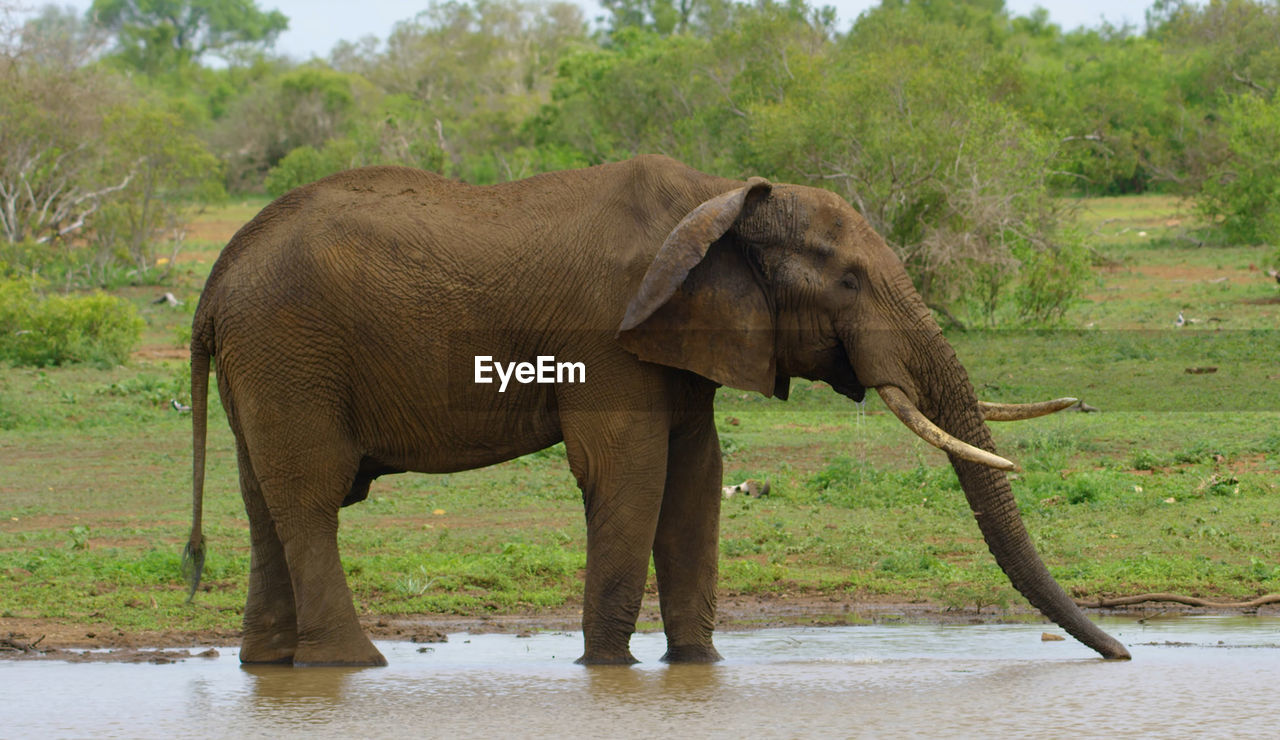 ELEPHANT IN A LAKE