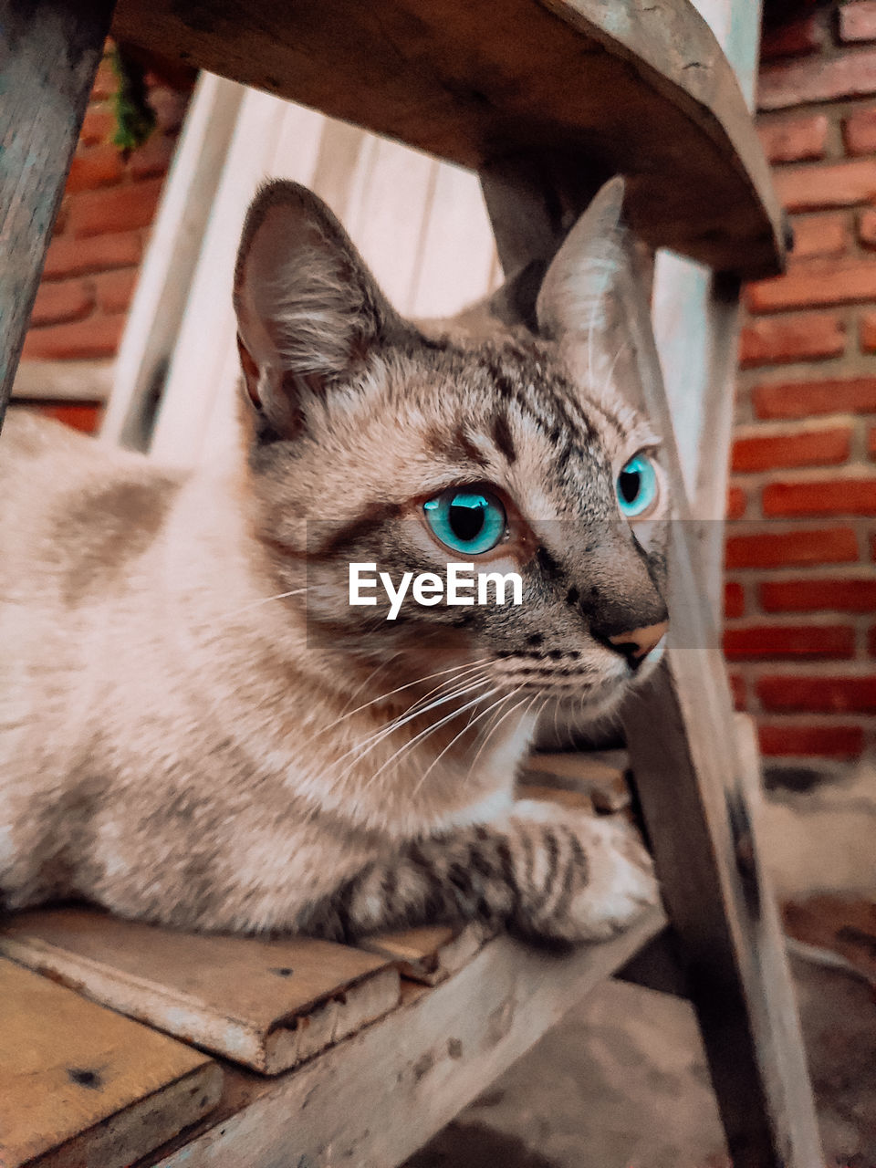 Close-up of a cat looking away