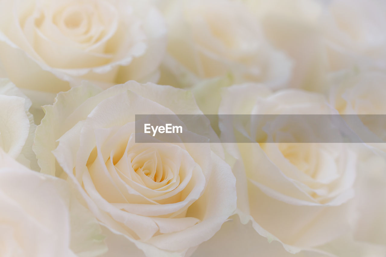 Close-up of white rose bouquet