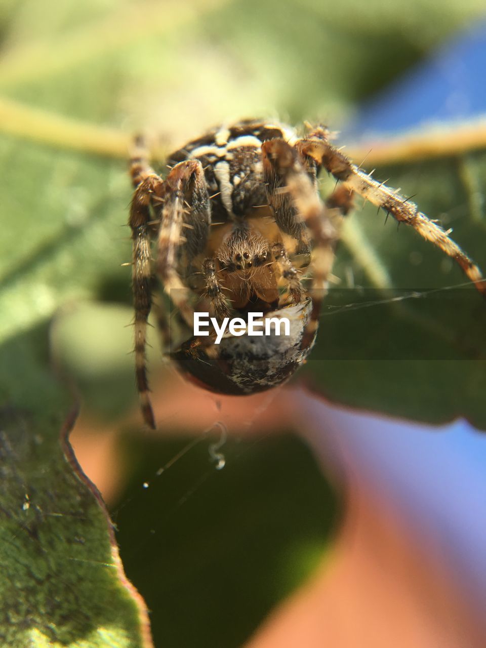 Close-up of spider hunted ladybug