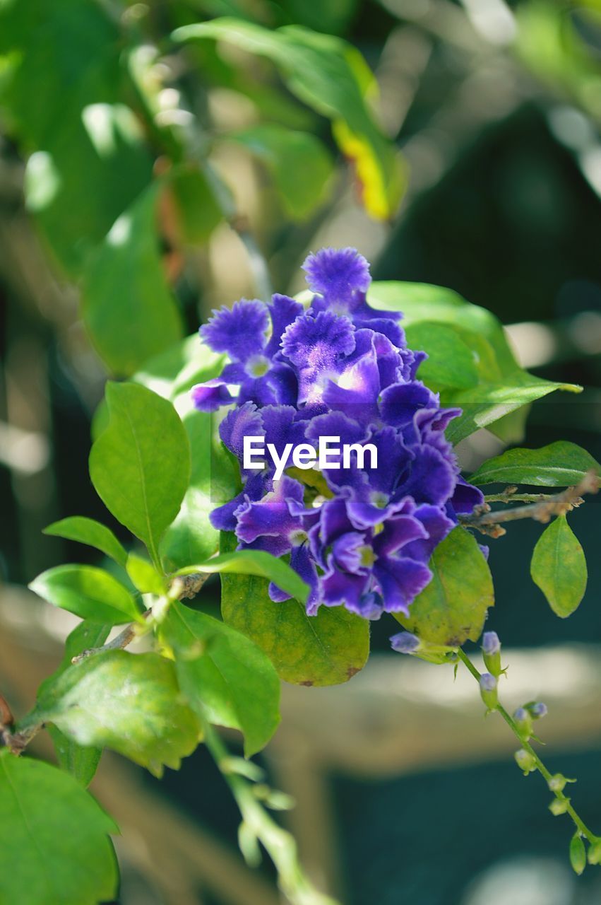 CLOSE-UP OF PURPLE FLOWERS