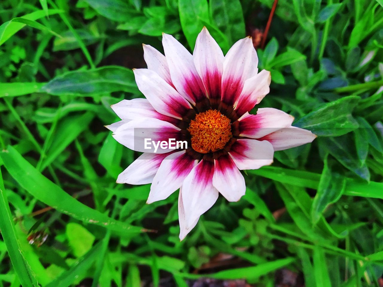 Close-up of pink flower in field