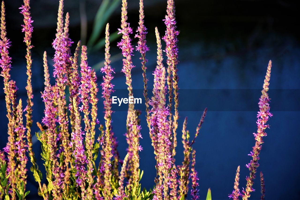 CLOSE-UP OF PURPLE FLOWERING PLANTS HANGING ON PLANT