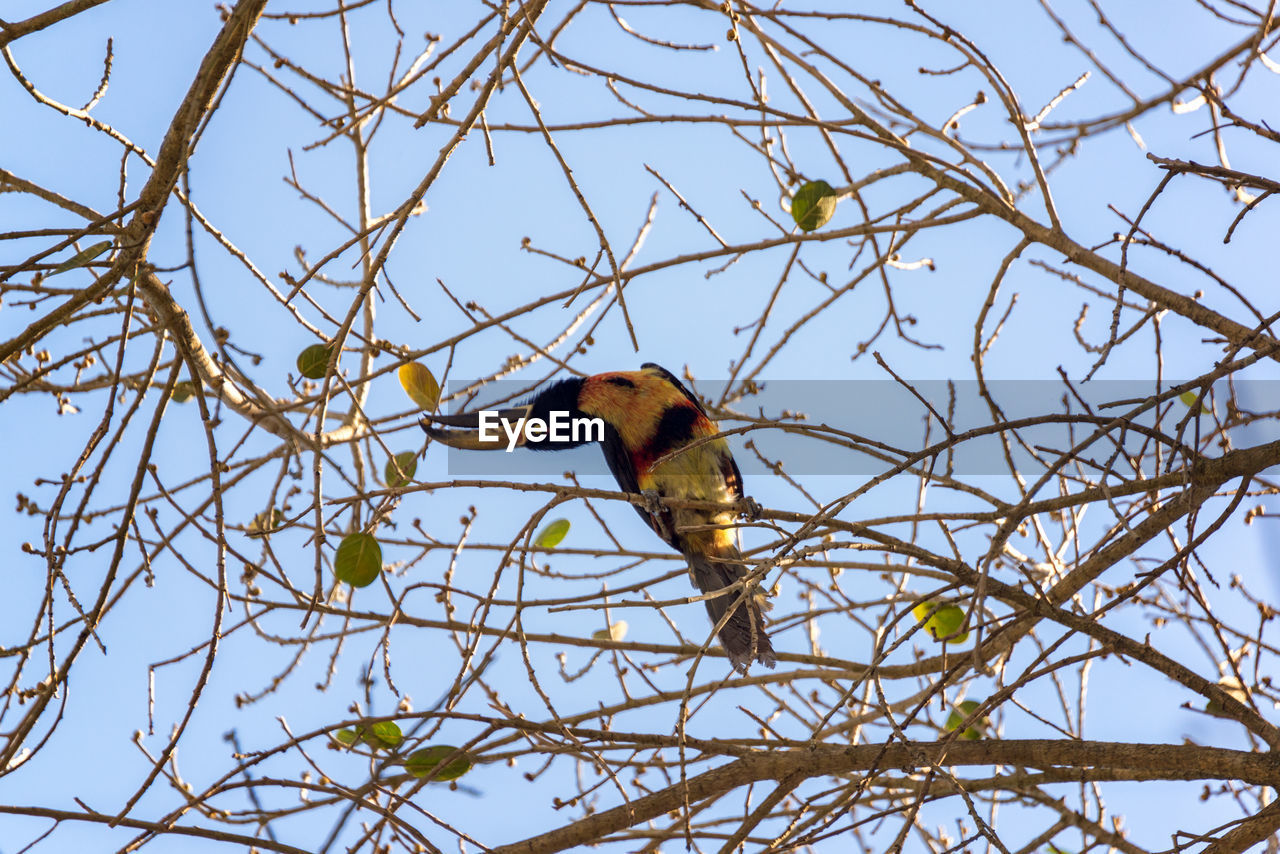 Low angle view of collared aracari on bare tree