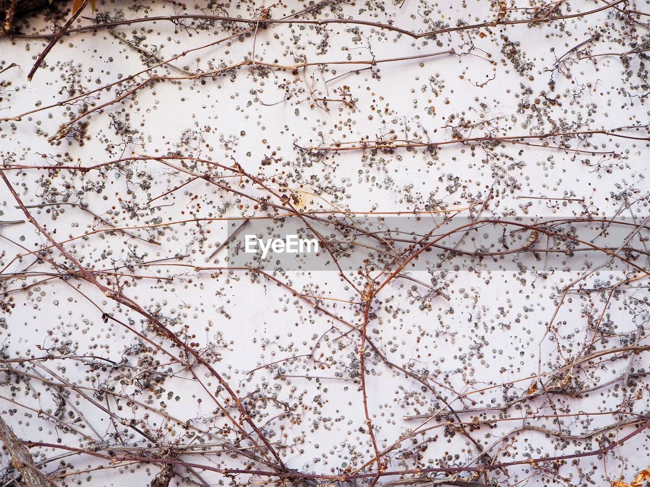 CLOSE-UP OF FLOWERING PLANT AGAINST WALL