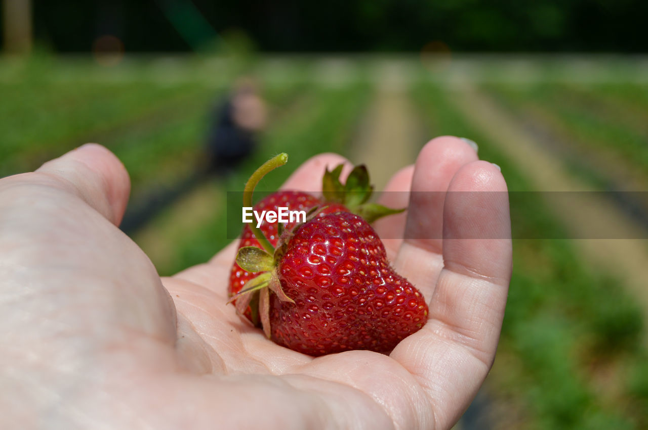 Midsection of person holding strawberry