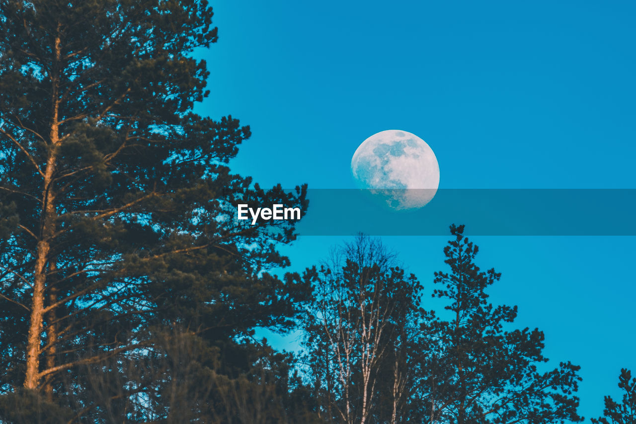 Low angle view of trees against blue sky, moon