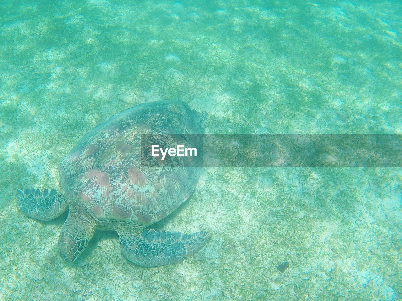 CLOSE-UP OF SWIMMING UNDERWATER