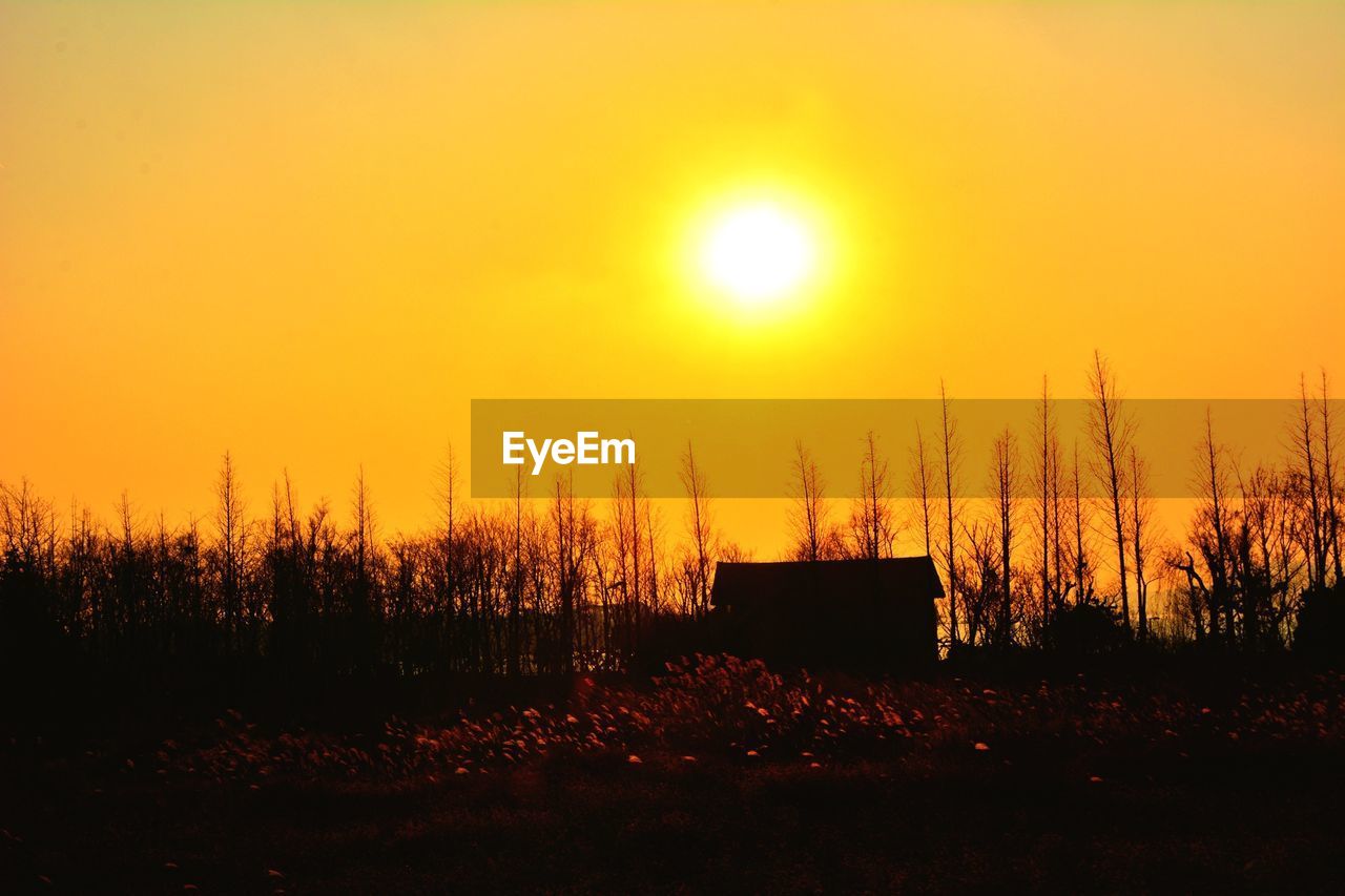 Silhouette of trees against clear sky at sunset