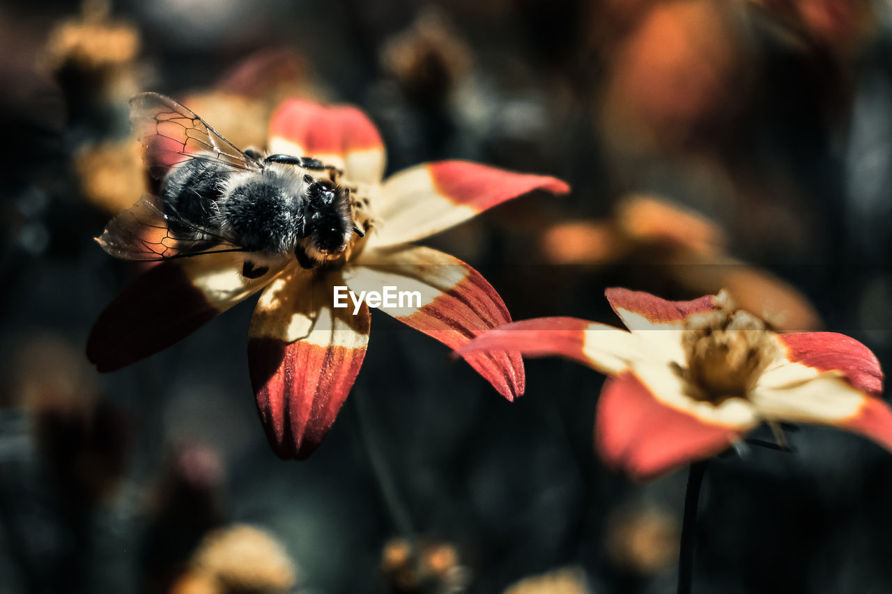 Close-up of honey bee on flower