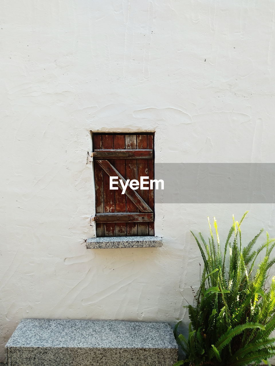 Potted plant on wall of building.wood window