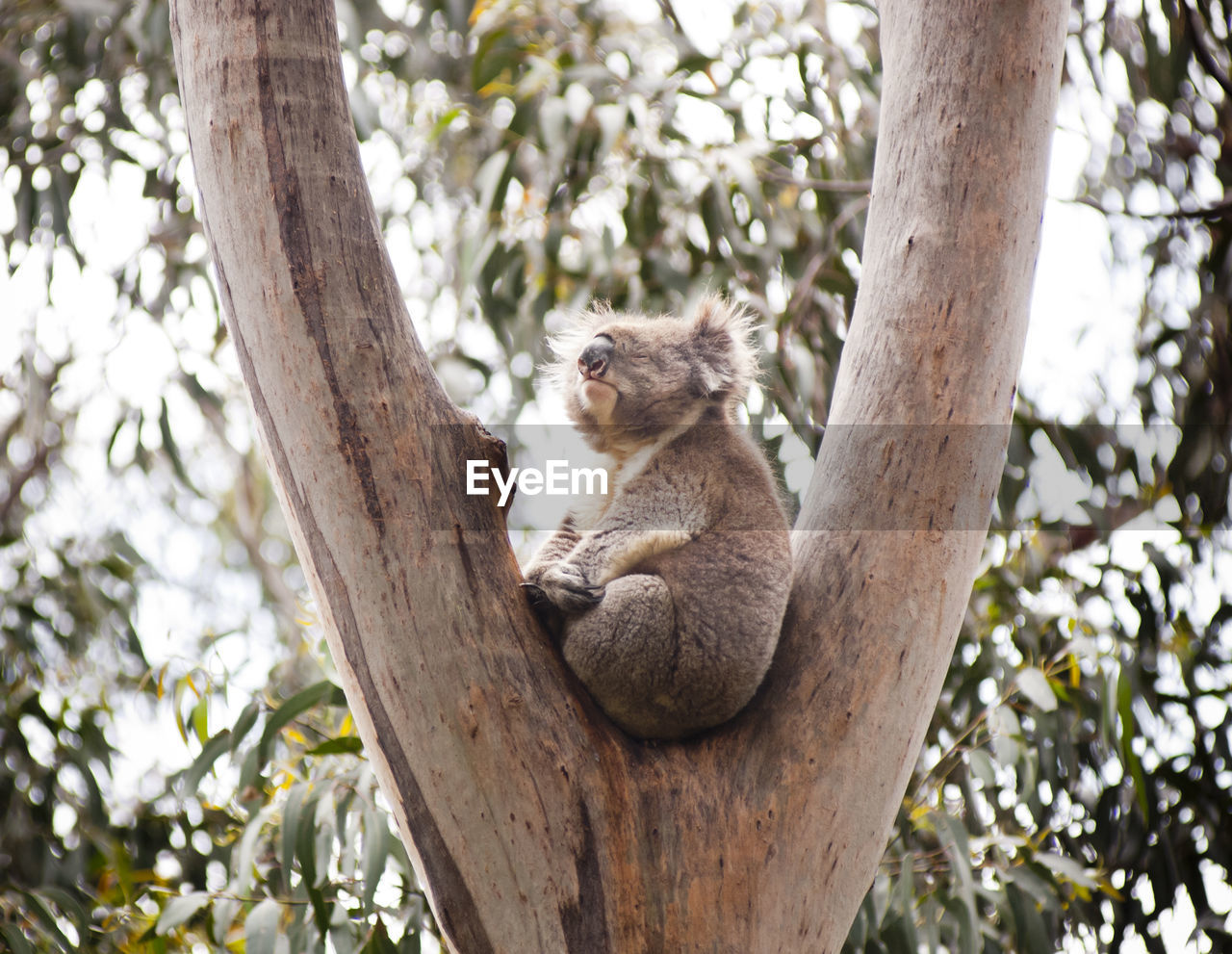 CAT SITTING ON TREE TRUNK