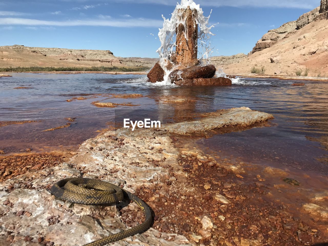 VIEW OF TURTLE ON ROCK