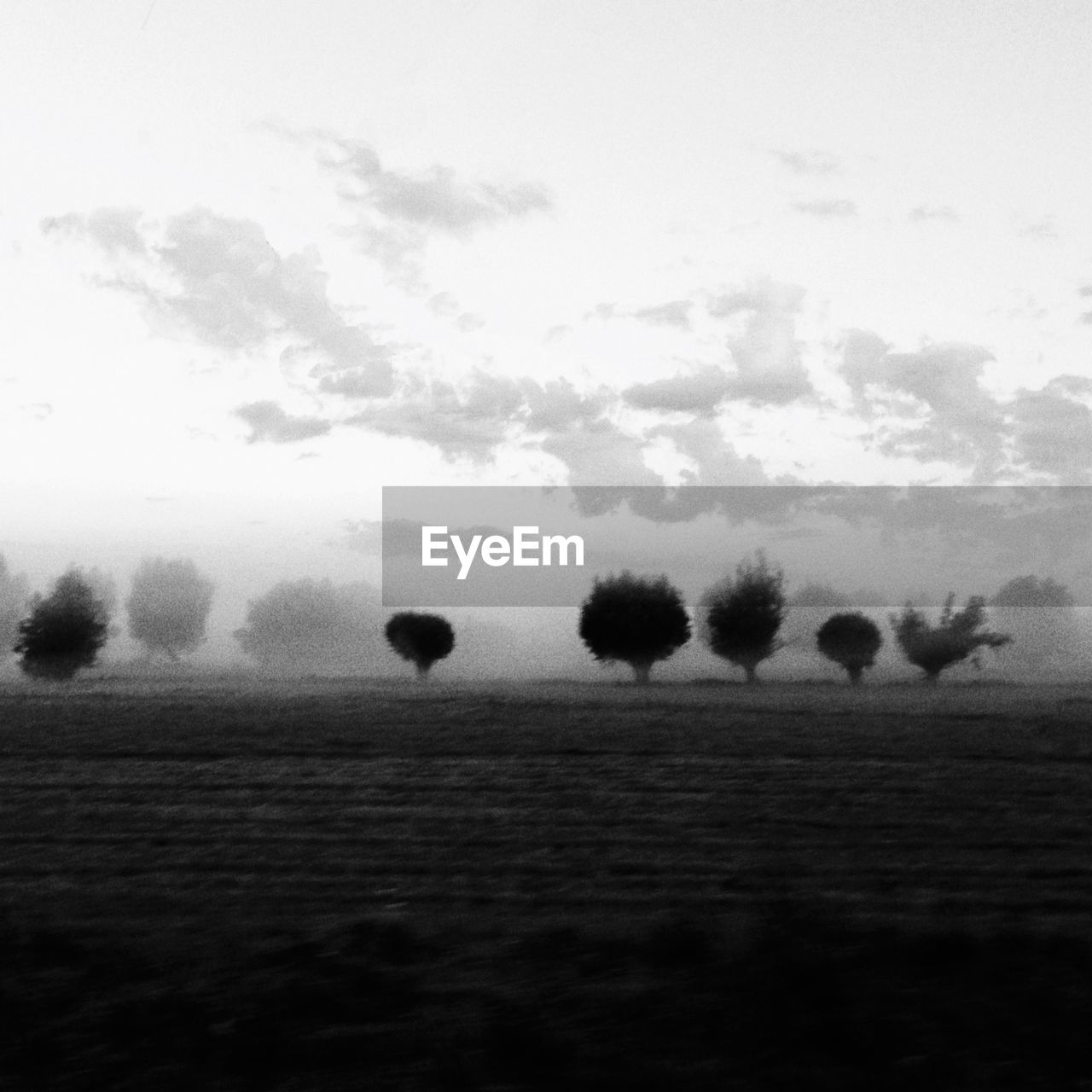 Trees on field against sky