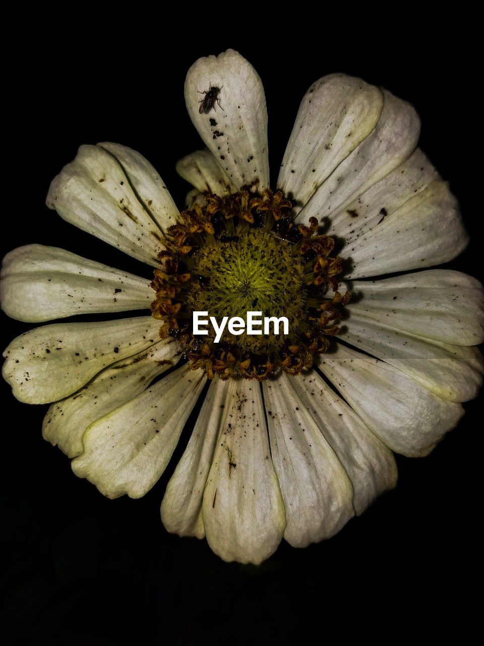 Close-up of dirty flower against black background