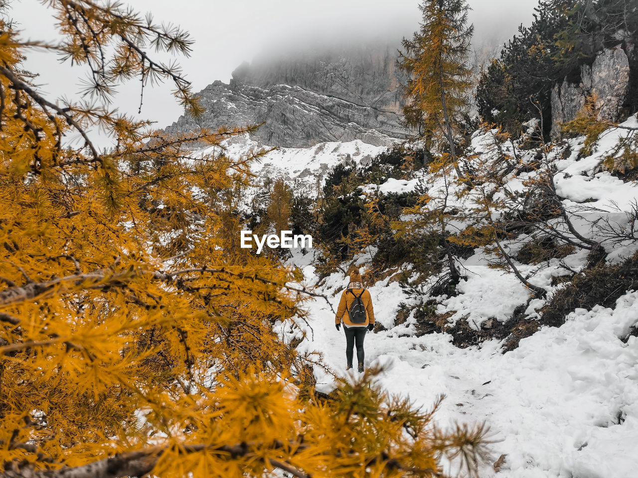 Rear view of young woman hiking on snowy path surrounded by yellow larch trees under mountains