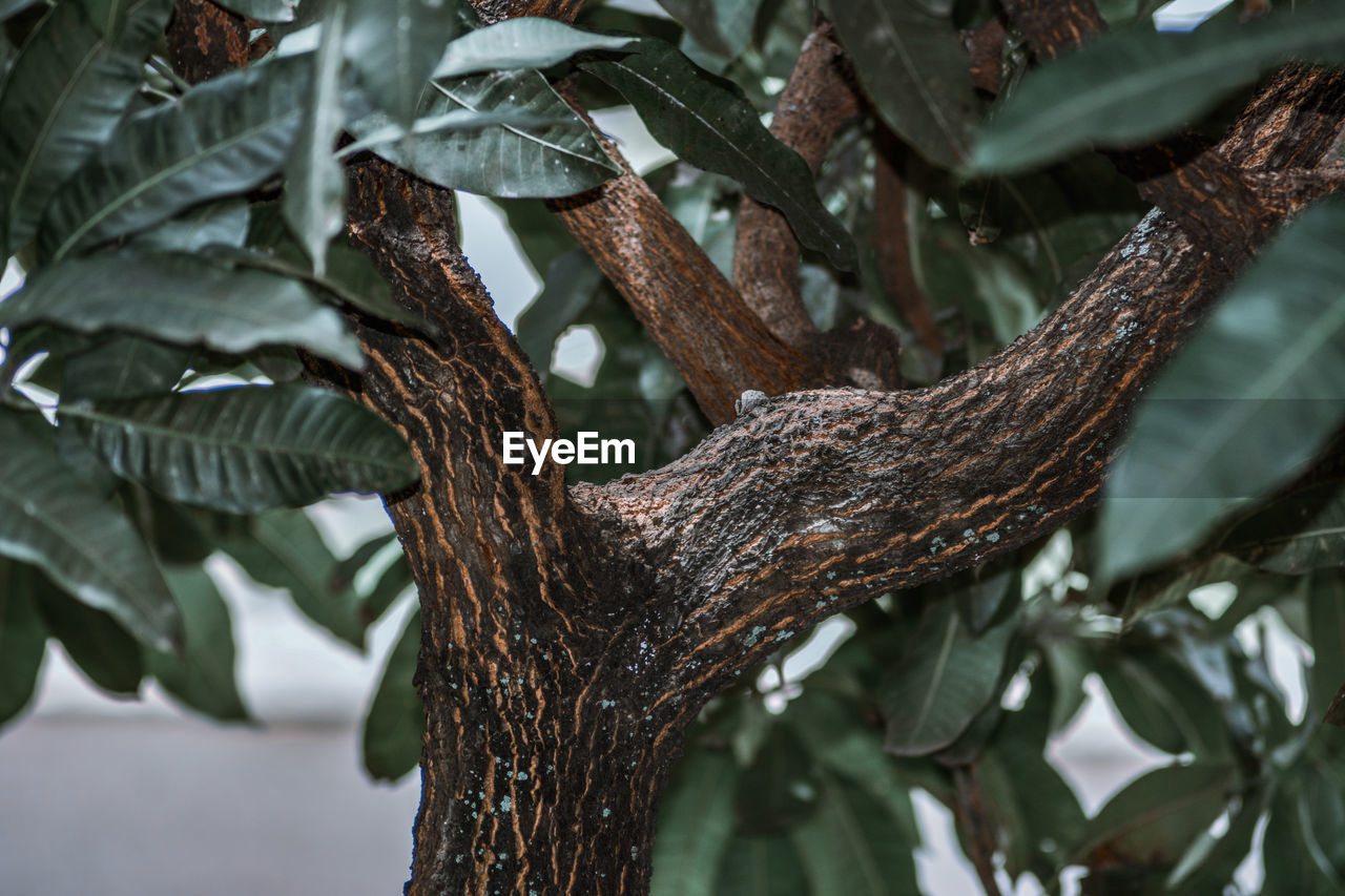 CLOSE-UP OF TREE LEAVES IN FOREST