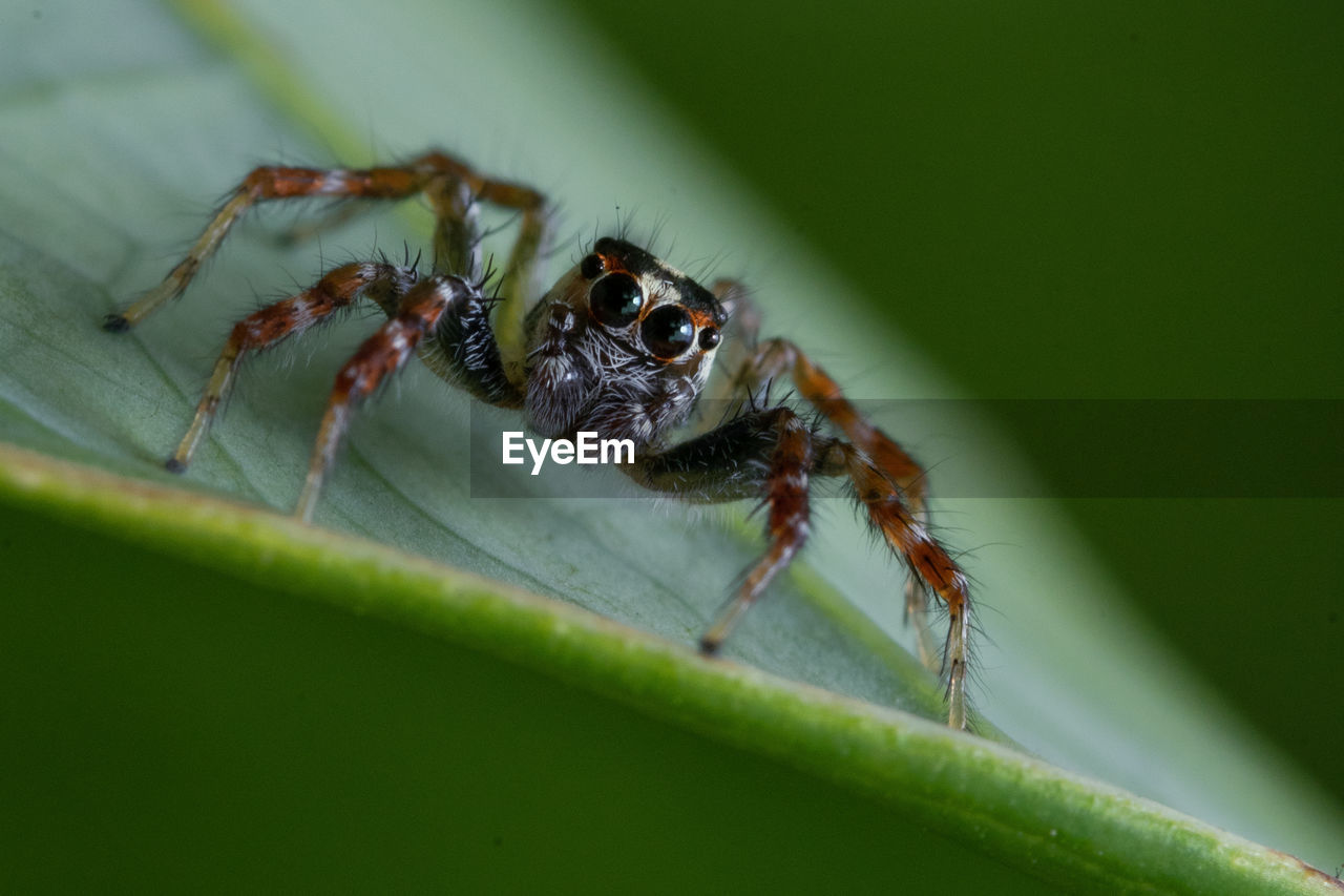 animal themes, animal, animal wildlife, insect, one animal, wildlife, macro photography, close-up, plant part, leaf, arachnid, green, spider, nature, no people, animal body part, zoology, macro, selective focus, day, outdoors, plant stem, jumping spider, plant