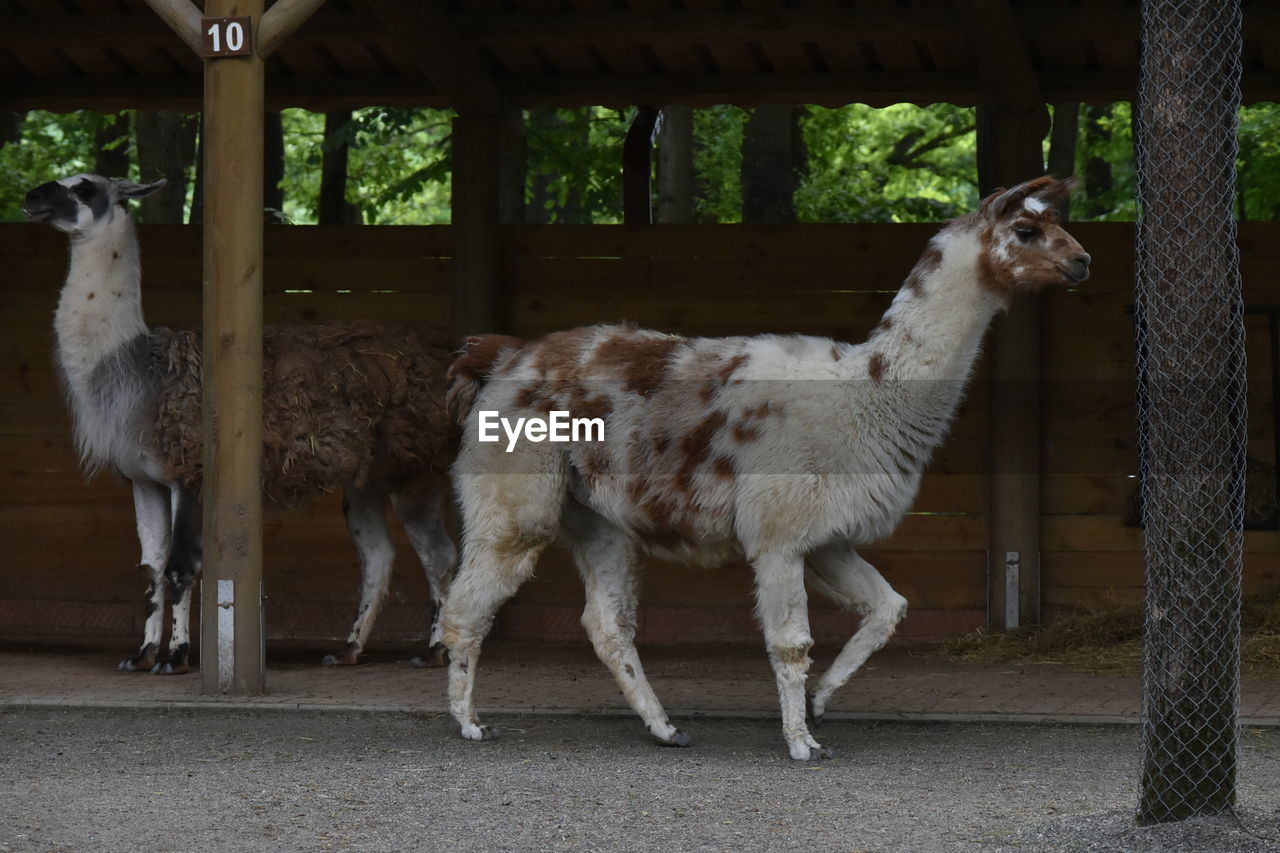 Llama standing in a fence