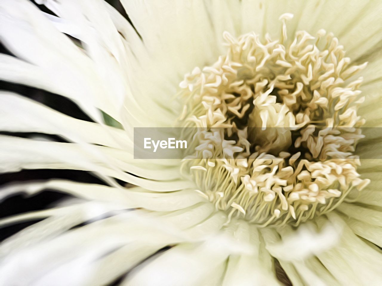 Full frame shot of white flowers