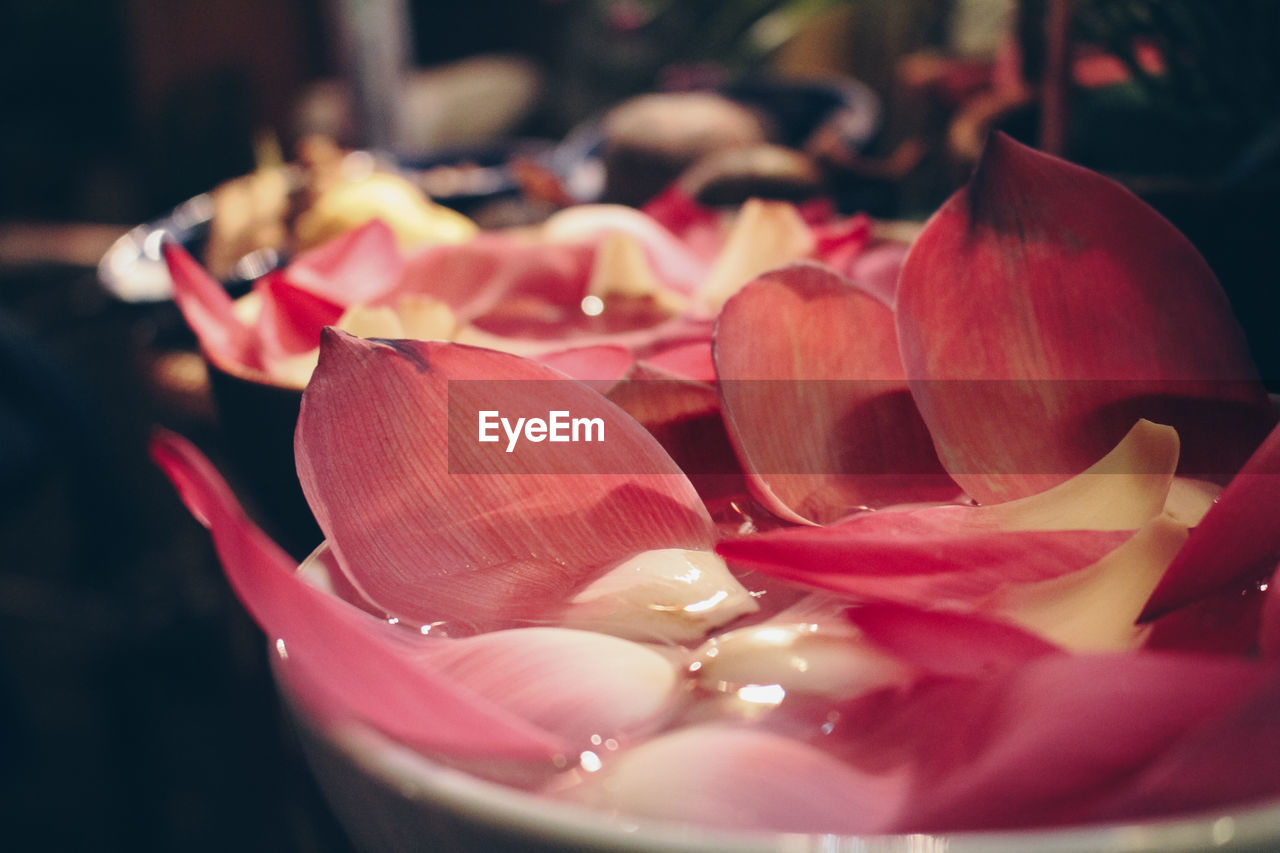 Close-up of flower petals in bowl