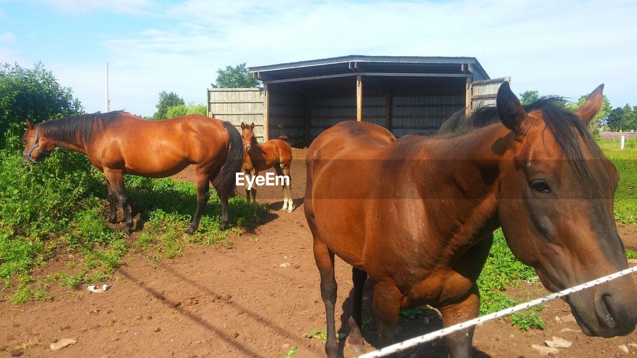 HORSES ON FIELD