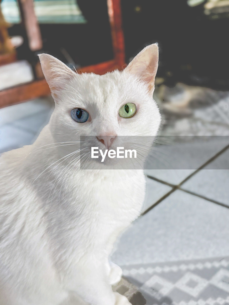 portrait of cat
