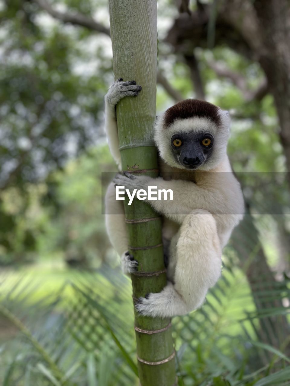 animal themes, animal, animal wildlife, tree, mammal, one animal, primate, wildlife, plant, gibbon, monkey, nature, looking at camera, portrait, new world monkey, no people, forest, branch, day, climbing, outdoors, sitting, hanging, focus on foreground, zoo, cute, full length, land, environment