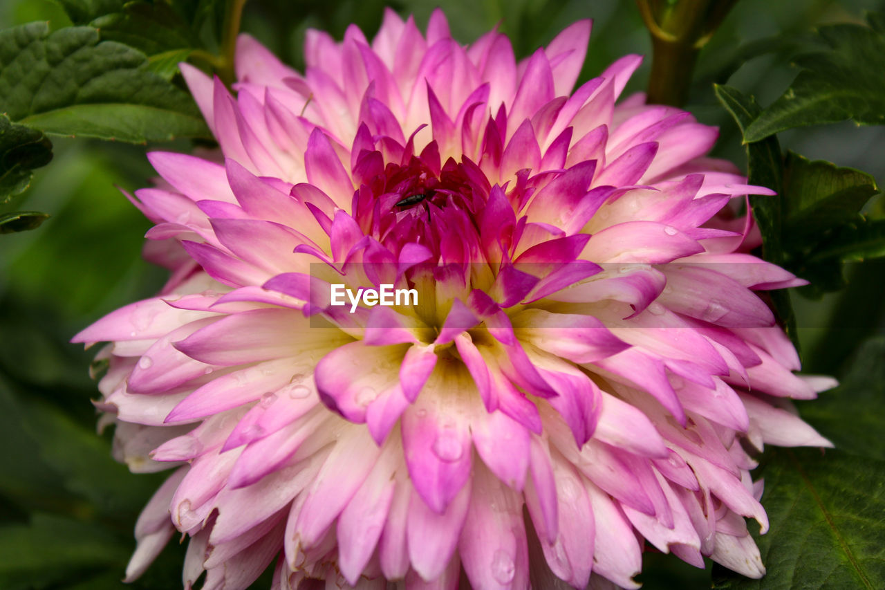 flower, flowering plant, plant, beauty in nature, freshness, petal, pink, fragility, flower head, close-up, inflorescence, dahlia, nature, growth, no people, focus on foreground, springtime, outdoors, leaf, plant part, pollen, magenta, blossom, botany, purple, day, animal