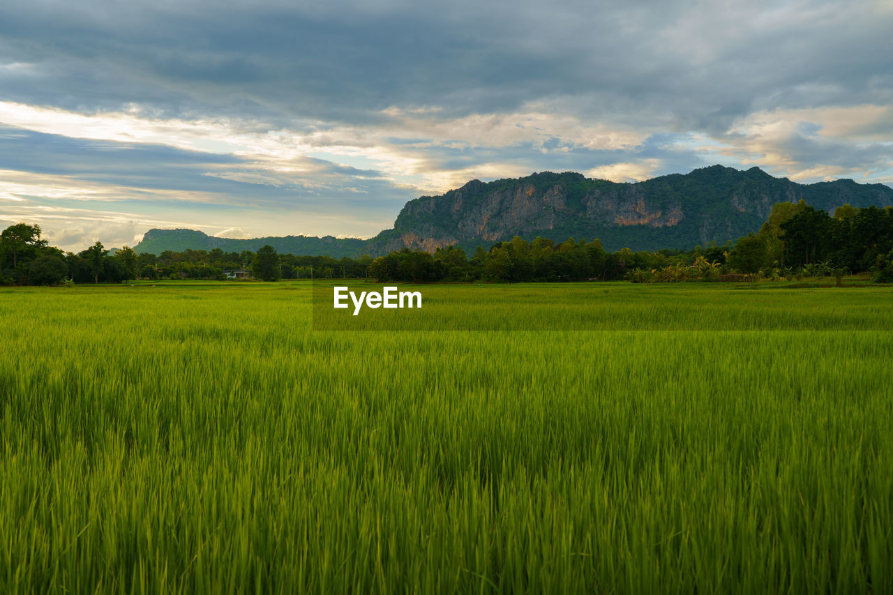 SCENIC VIEW OF FARM AGAINST SKY