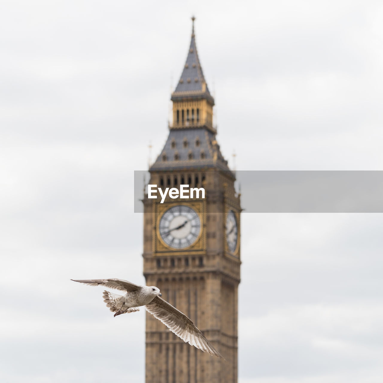 Low angle view of seagull flying against big ben against sky