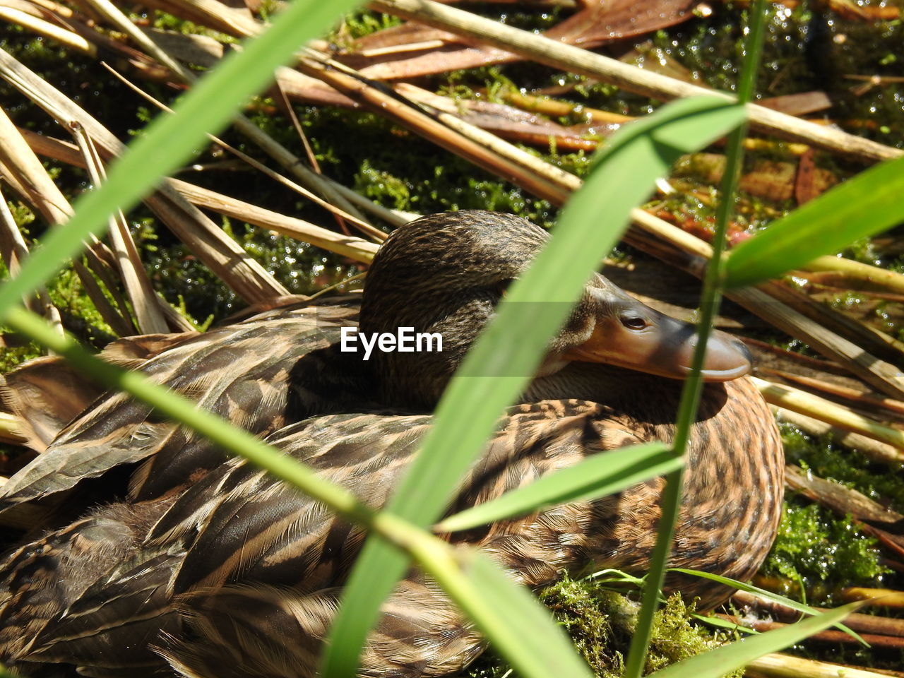 Close-up of a bird on a field