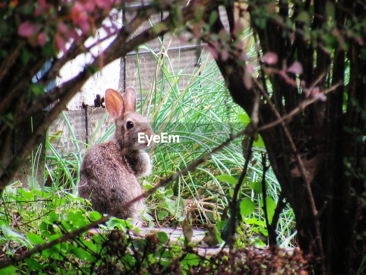 Portrait of a rabbit