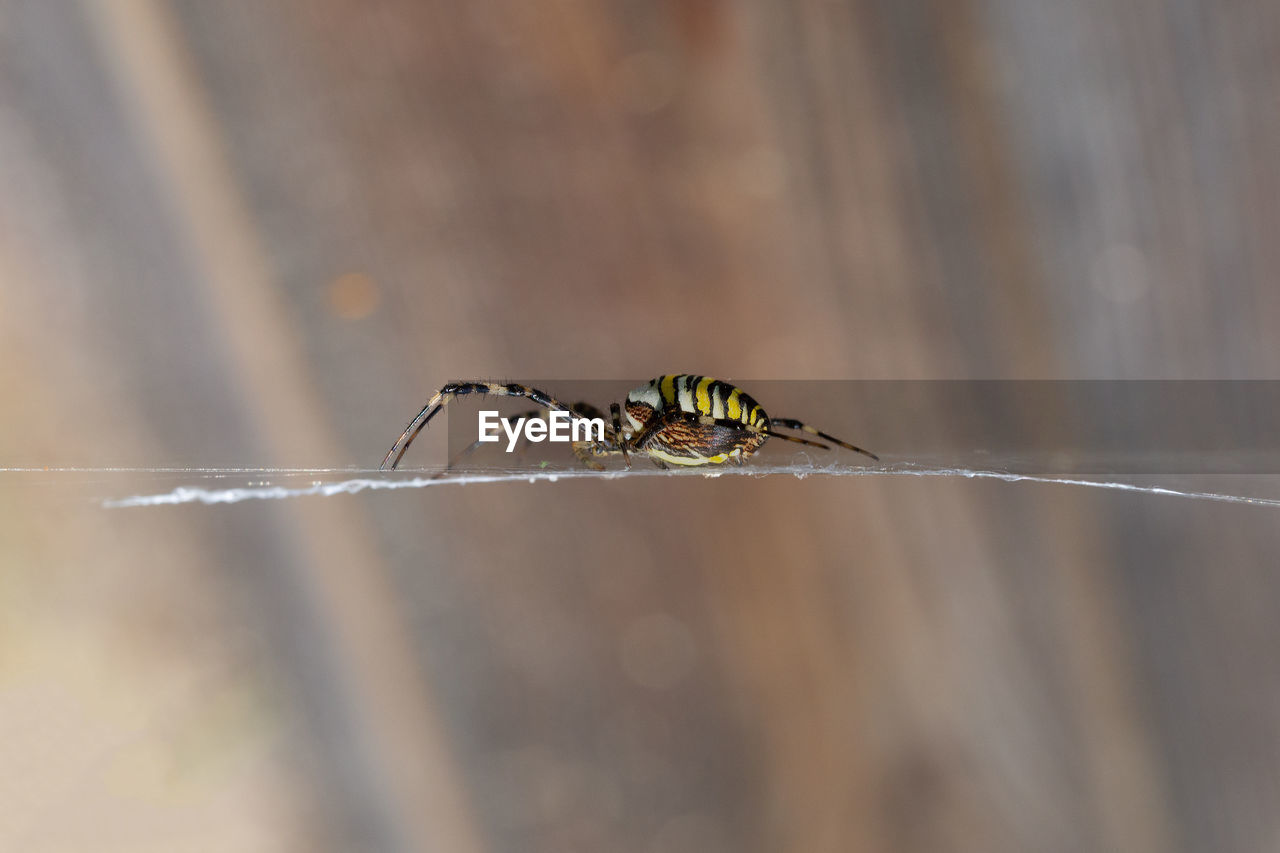 A wasp spider, argiope bruennichi, on it's web.