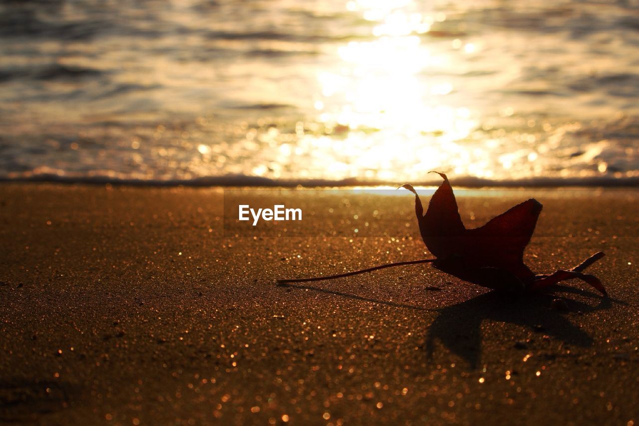 Close-up dry leaf on beach