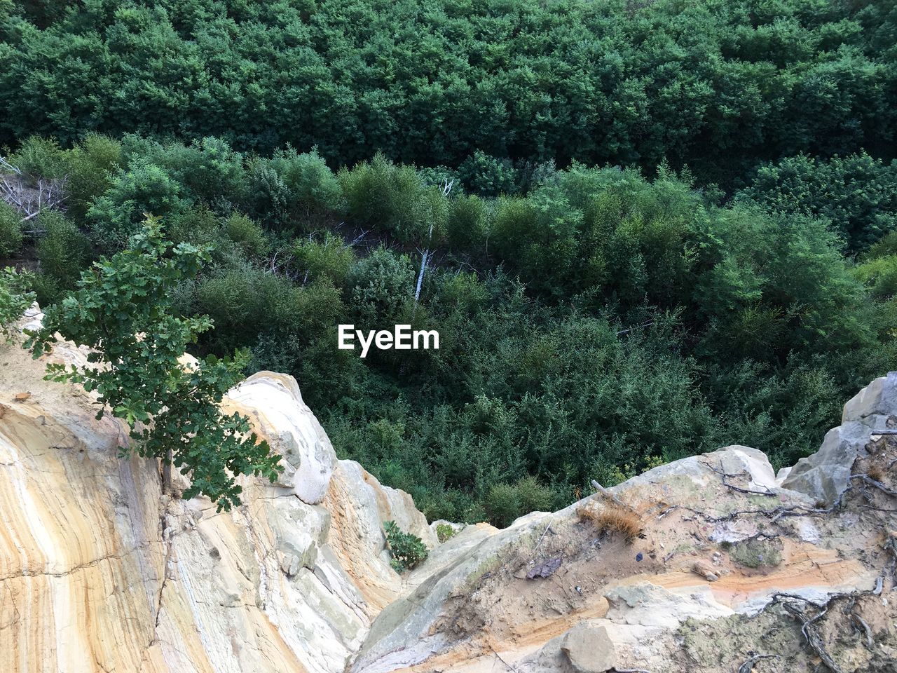 PLANTS GROWING ON ROCKS IN FOREST