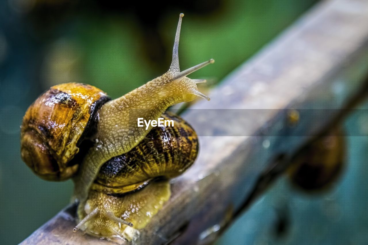 CLOSE-UP OF SNAIL ON STEM