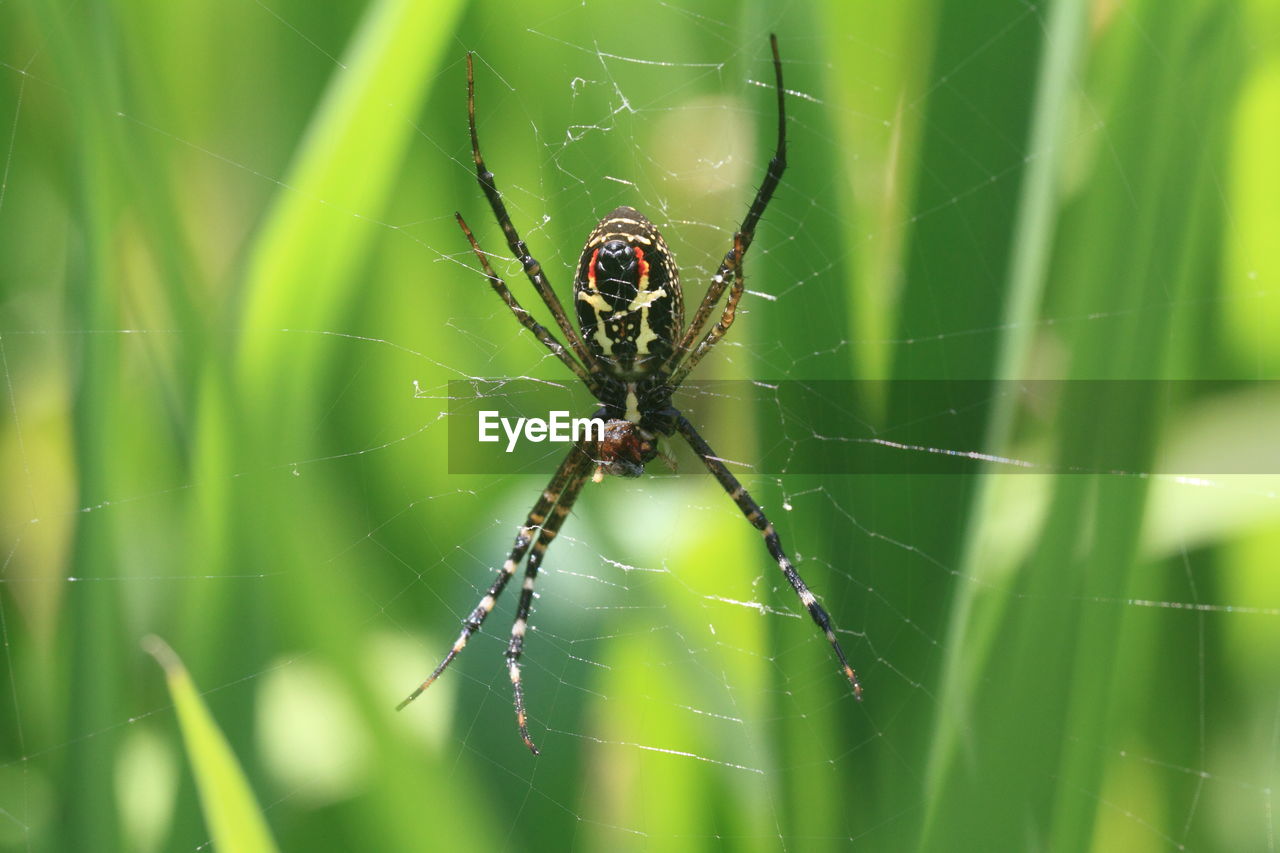 Close-up of spider on web