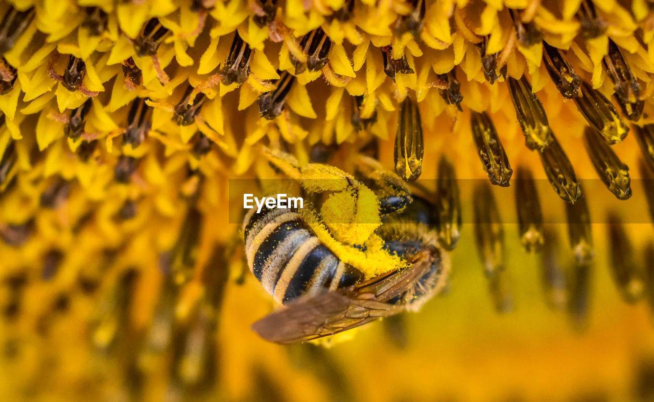 CLOSE-UP OF HONEY BEE POLLINATING ON YELLOW FLOWER