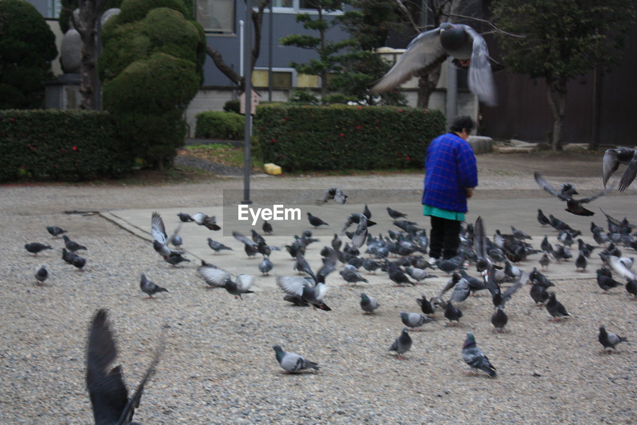 PIGEONS ON RAILING